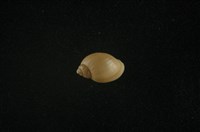 藏品(小椎實螺)的圖片